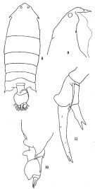 Espce Pontella sinica - Planche 1 de figures morphologiques