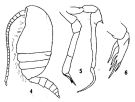 Espce Stephos pentacanthos - Planche 1 de figures morphologiques