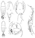 Espce Pontella latifurca - Planche 1 de figures morphologiques