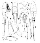 Espce Lubbockia wilsonae - Planche 1 de figures morphologiques