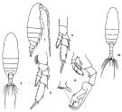 Espce Cosmocalanus darwini - Planche 3 de figures morphologiques