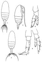 Espce Canthocalanus pauper - Planche 2 de figures morphologiques
