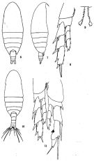 Espce Nannocalanus minor - Planche 2 de figures morphologiques