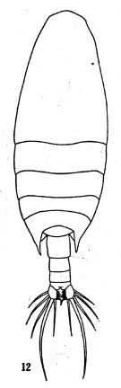 Espce Undinula vulgaris - Planche 3 de figures morphologiques