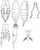 Espce Calanus sinicus - Planche 1 de figures morphologiques