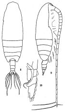 Espce Neocalanus gracilis - Planche 3 de figures morphologiques