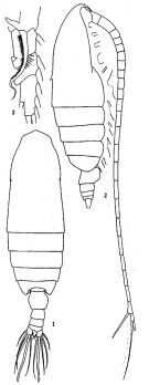 Espce Neocalanus robustior - Planche 3 de figures morphologiques