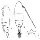 Espce Calanoides carinatus - Planche 1 de figures morphologiques