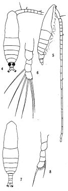 Espce Mecynocera clausi - Planche 3 de figures morphologiques