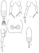 Espce Paracalanus aculeatus - Planche 1 de figures morphologiques
