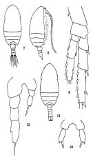 Espce Parvocalanus crassirostris - Planche 2 de figures morphologiques