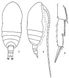 Espce Acrocalanus longicornis - Planche 2 de figures morphologiques