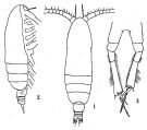 Species Calocalanus plumulosus - Plate 2 of morphological figures