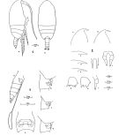 Espce Clausocalanus mastigophorus - Planche 1 de figures morphologiques