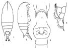 Espce Aetideus giesbrechti - Planche 3 de figures morphologiques