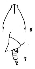 Espce Aetideus acutus - Planche 4 de figures morphologiques