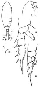 Espce Chiridius poppei - Planche 5 de figures morphologiques