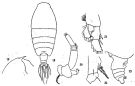 Espce Euchirella bella - Planche 4 de figures morphologiques