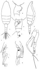 Espce Euchaeta rimana - Planche 4 de figures morphologiques