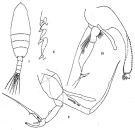 Espce Euchaeta concinna - Planche 6 de figures morphologiques