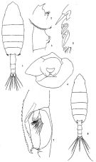 Species Euchaeta plana - Plate 5 of morphological figures