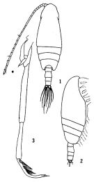 Espce Scolecitrichopsis ctenopus - Planche 2 de figures morphologiques