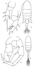Species Eurytemora pacifica - Plate 1 of morphological figures