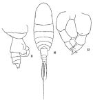 Espce Temoropia mayumbaensis - Planche 1 de figures morphologiques