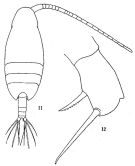 Espce Scolecithricella vittata - Planche 6 de figures morphologiques