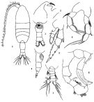 Espce Pleuromamma abdominalis - Planche 2 de figures morphologiques
