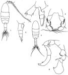 Espce Pleuromamma robusta - Planche 4 de figures morphologiques