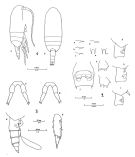 Espce Clausocalanus arcuicornis - Planche 1 de figures morphologiques