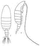 Espce Centropages longicornis - Planche 3 de figures morphologiques