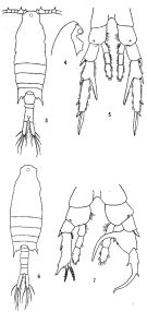 Espce Centropages furcatus - Planche 5 de figures morphologiques