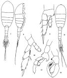 Espce Lucicutia flavicornis - Planche 5 de figures morphologiques
