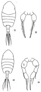 Espce Metacalanus aurivilli - Planche 1 de figures morphologiques