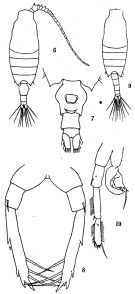 Espce Candacia catula - Planche 2 de figures morphologiques