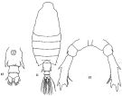 Espce Candacia pachydactyla - Planche 5 de figures morphologiques