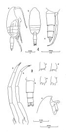 Espce Clausocalanus arcuicornis - Planche 2 de figures morphologiques