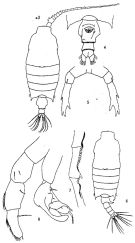 Espce Candacia curta - Planche 2 de figures morphologiques