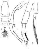 Espce Candacia truncata - Planche 3 de figures morphologiques