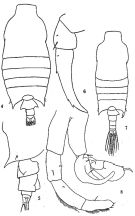 Espce Candacia bipinnata - Planche 4 de figures morphologiques