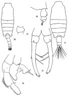 Espce Candacia discaudata - Planche 1 de figures morphologiques
