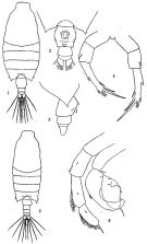 Espce Candacia ethiopica - Planche 3 de figures morphologiques