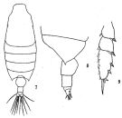 Espce Candacia simplex - Planche 1 de figures morphologiques