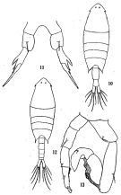 Espce Calanopia thompsoni - Planche 1 de figures morphologiques