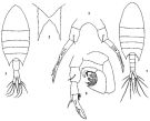 Espce Calanopia elliptica - Planche 1 de figures morphologiques