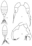 Espce Calanopia minor - Planche 2 de figures morphologiques