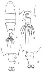 Espce Labidocera rotunda - Planche 2 de figures morphologiques