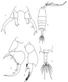 Species Labidocera rotunda - Plate 3 of morphological figures